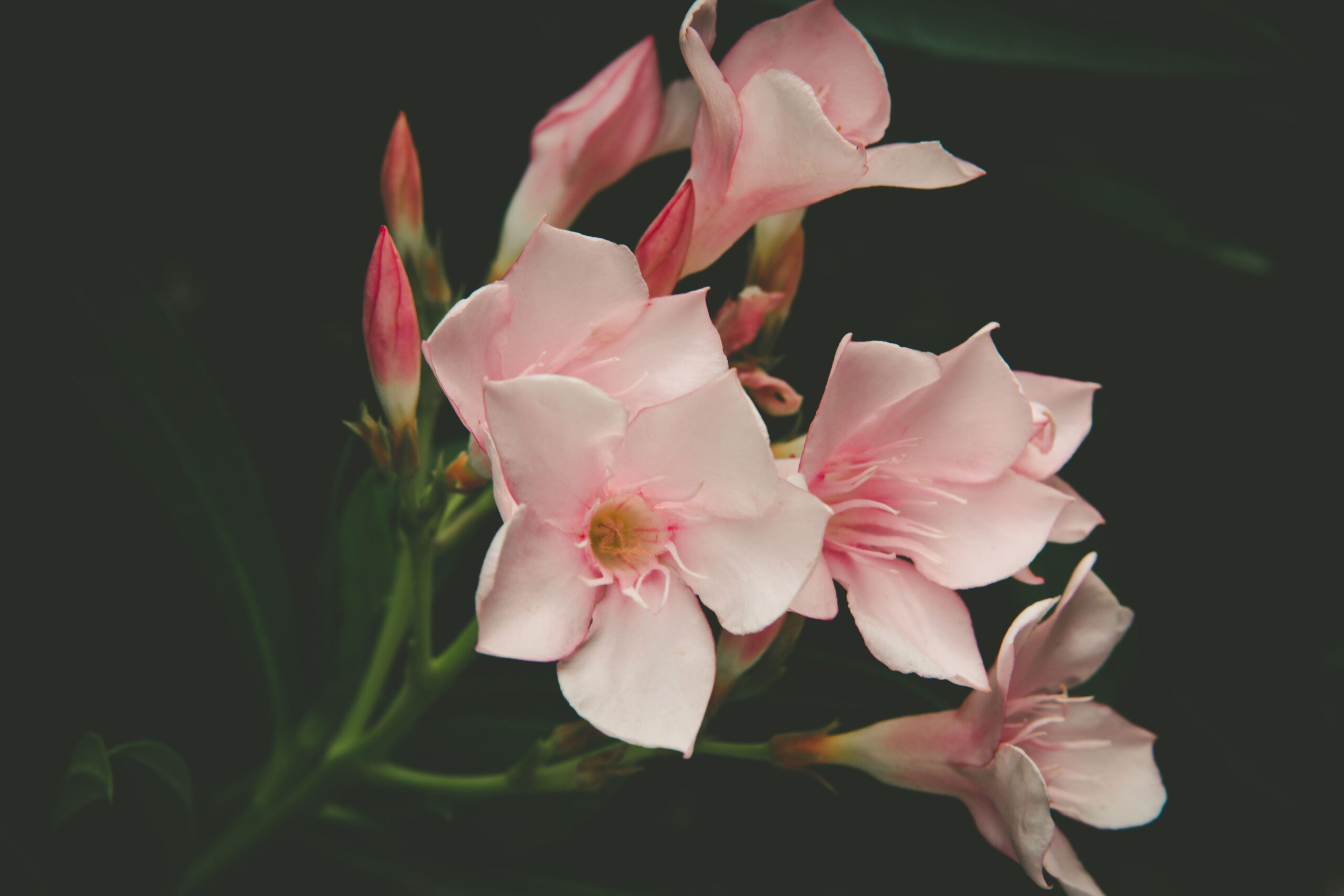Self Care for Empaths