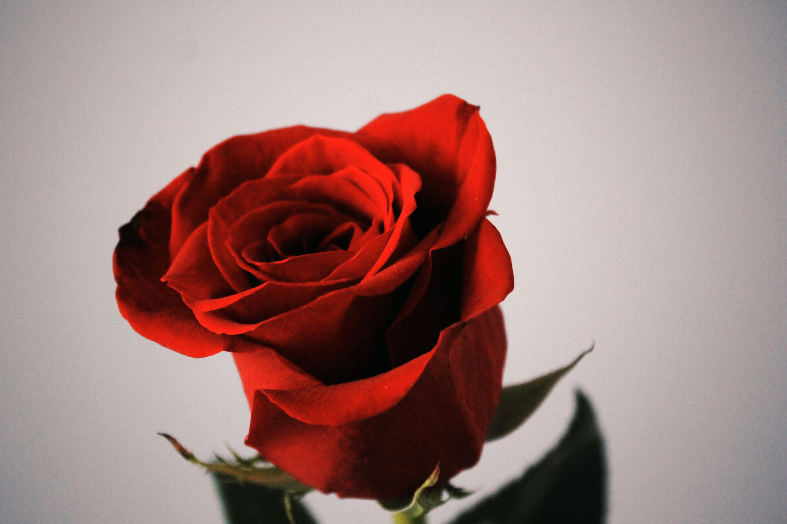 Red Rose