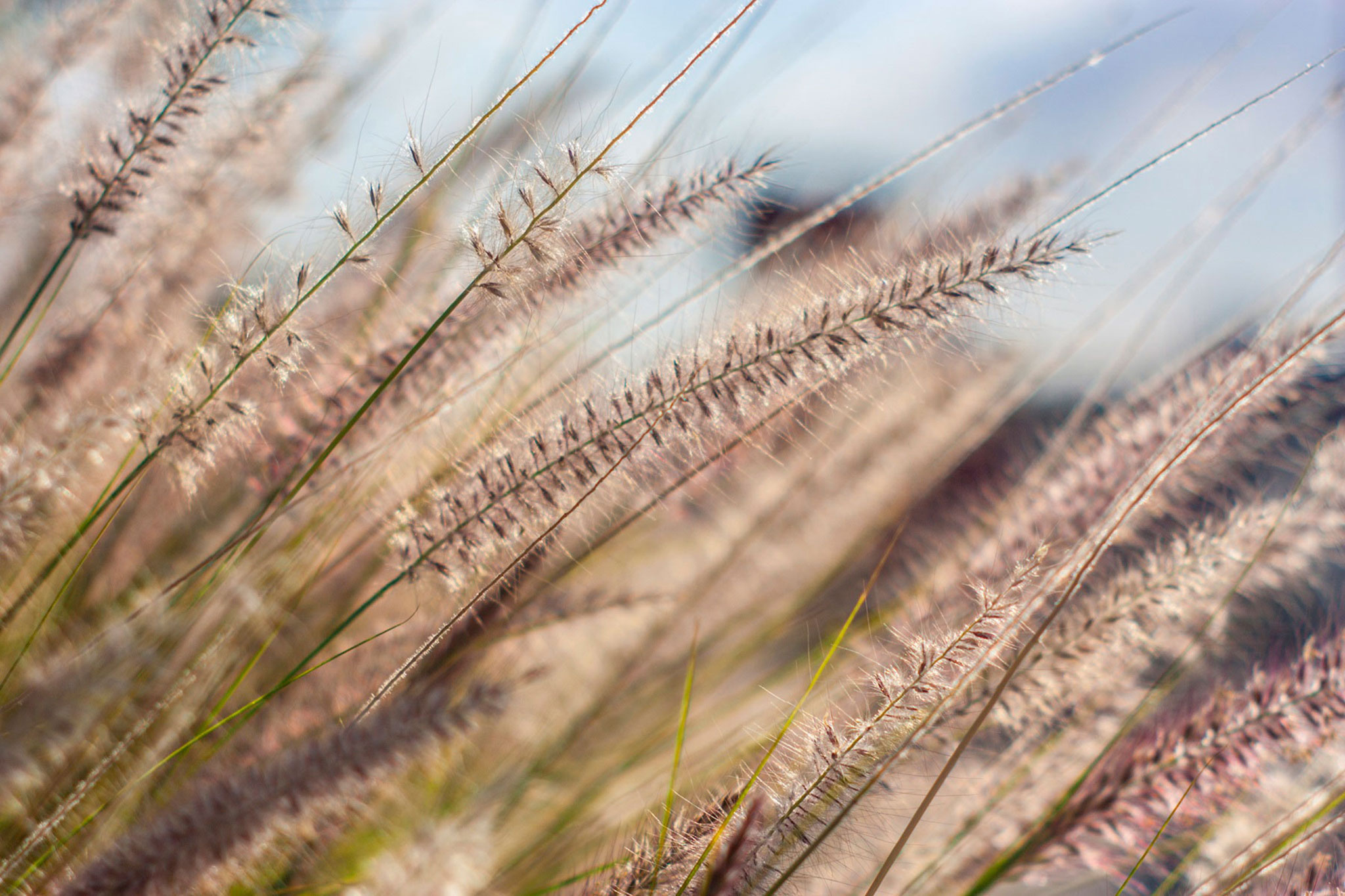 Ornamental grass.