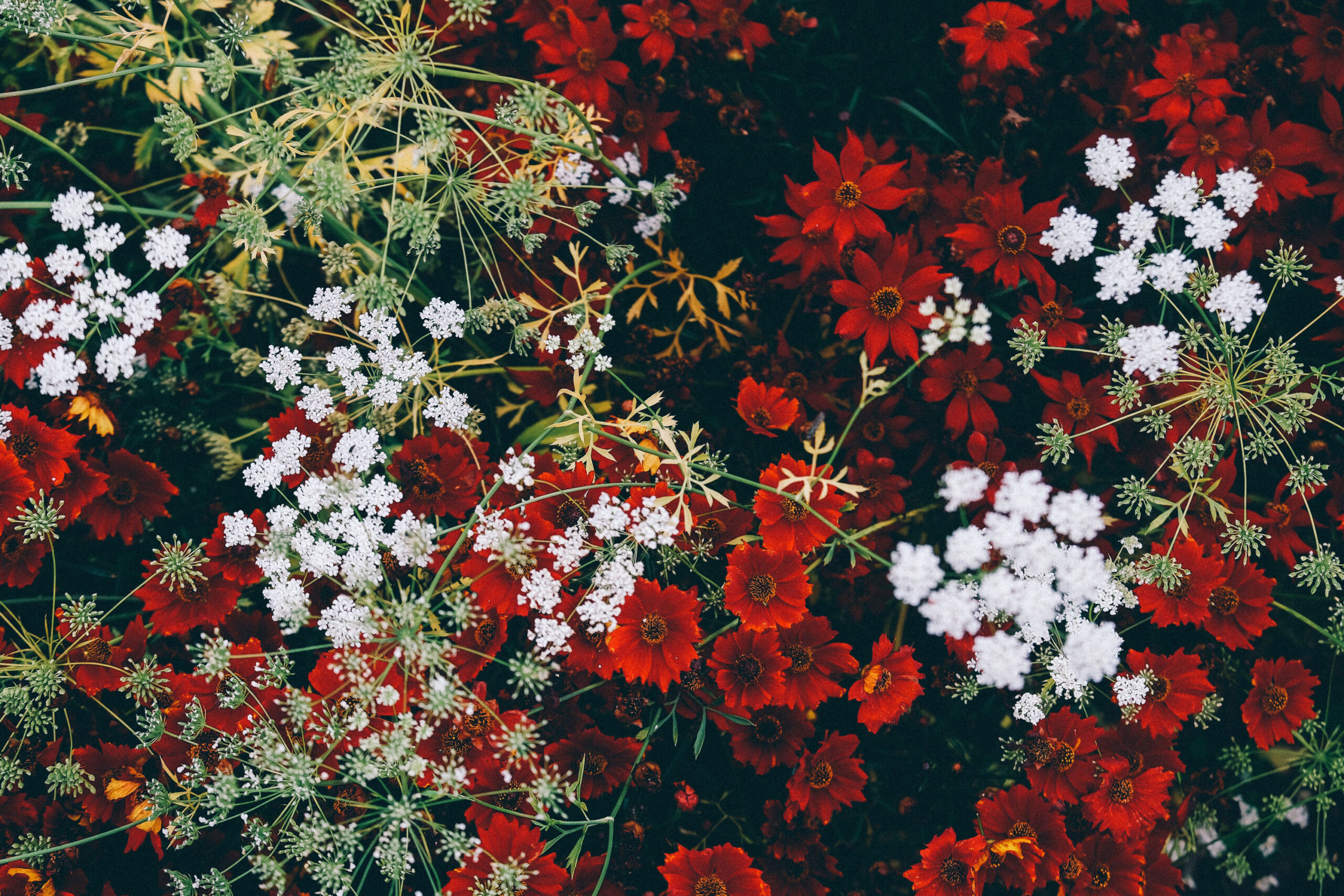 Red and white flowers.