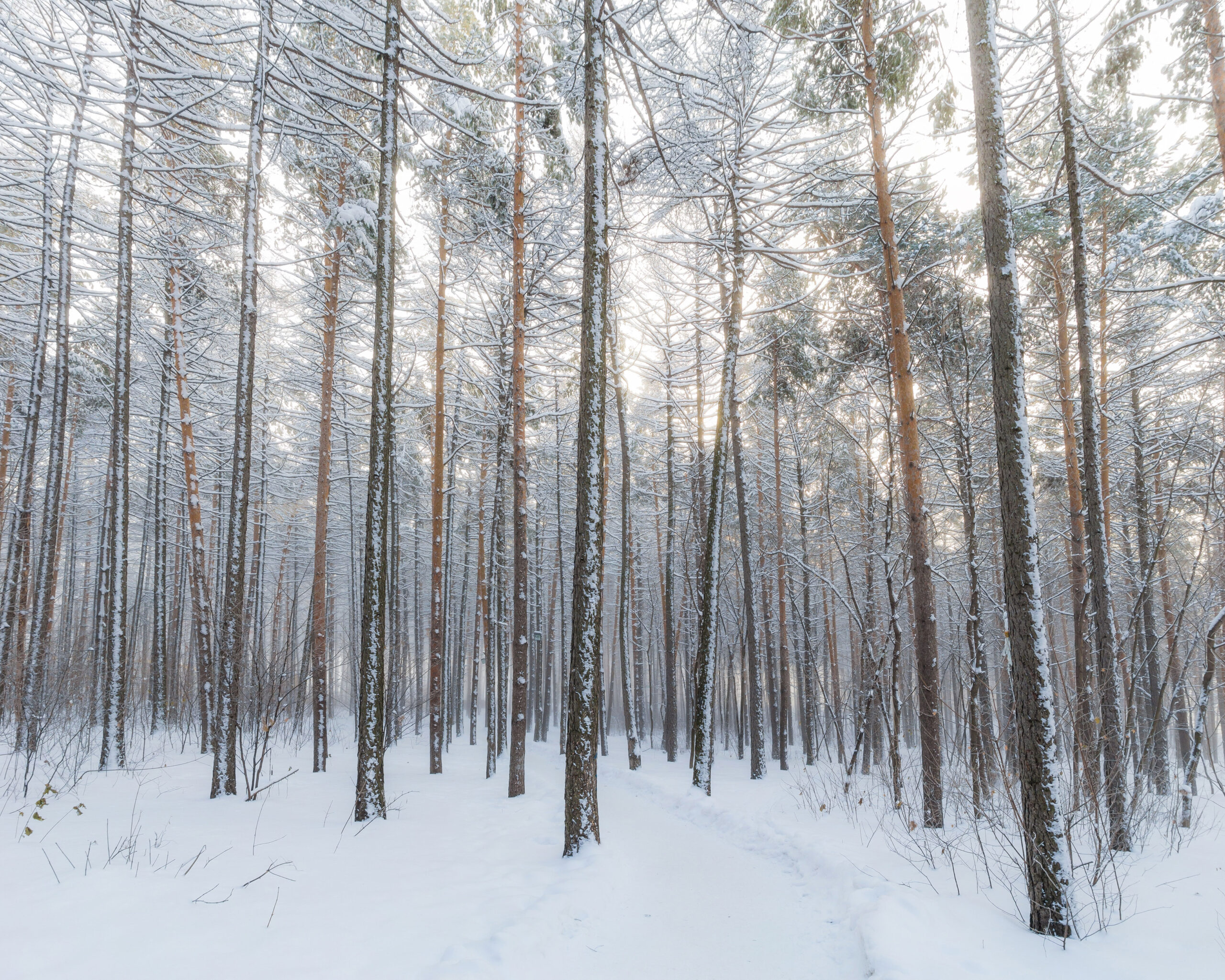 Forest in winter.