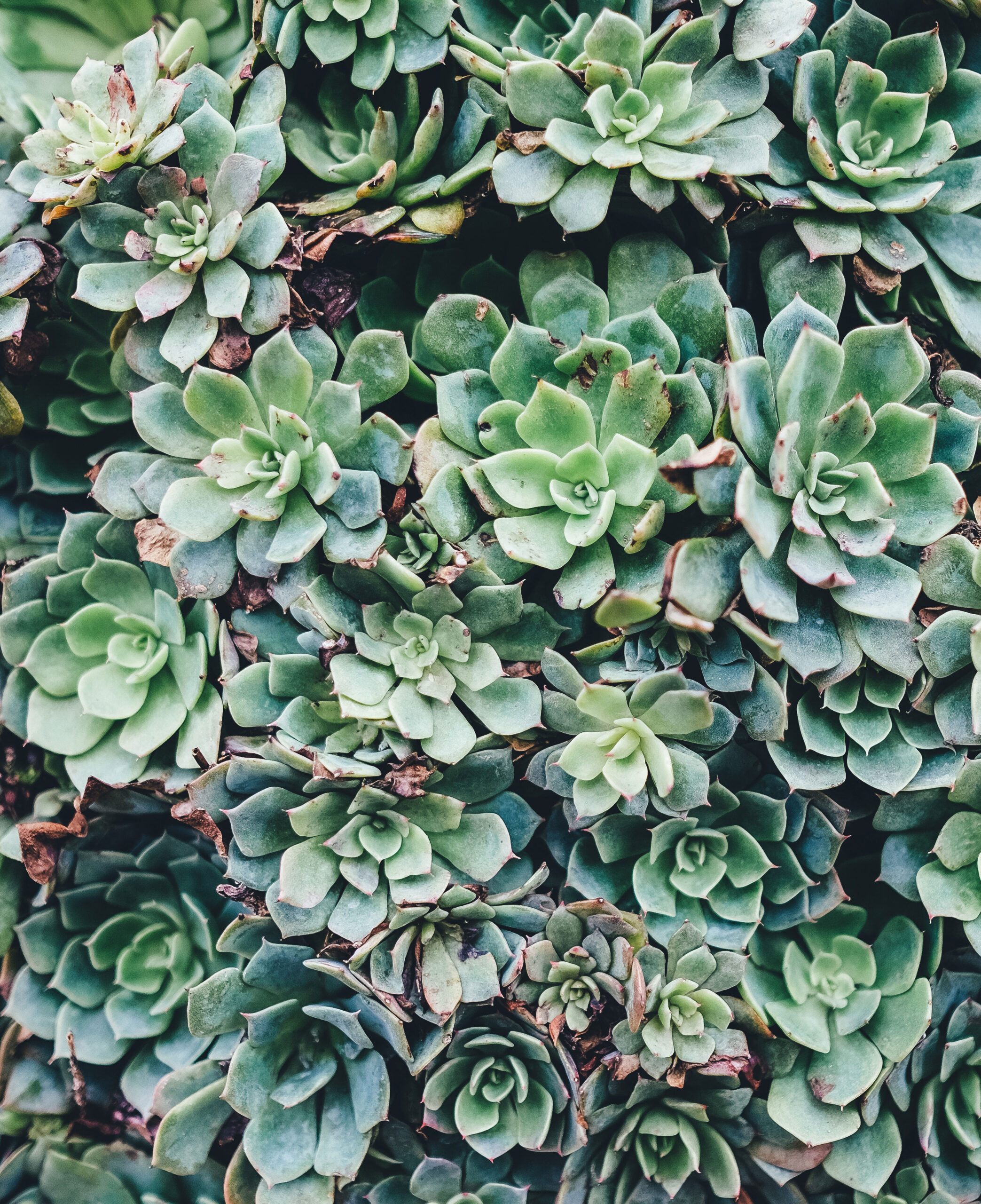 Succulents