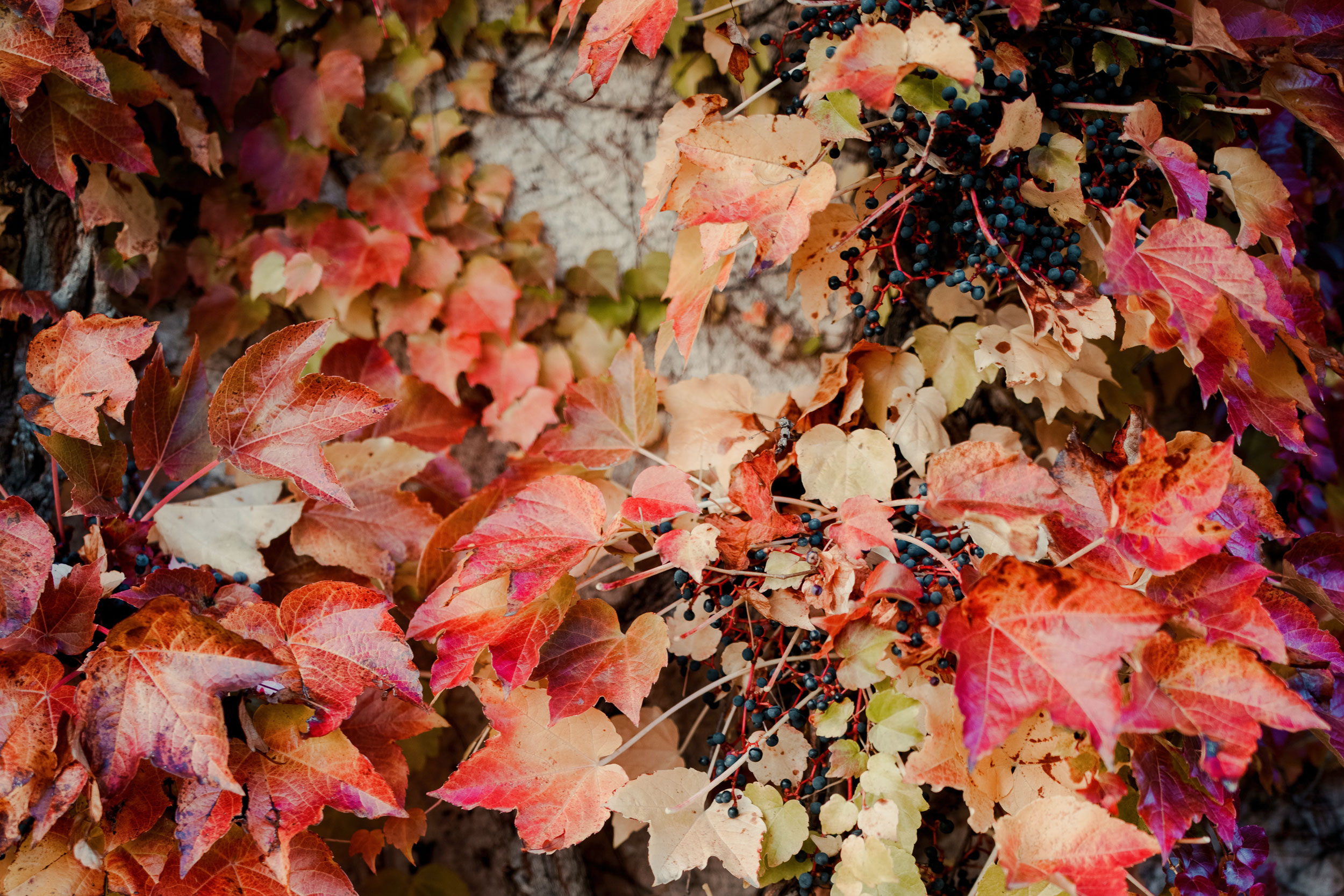 Astro Daily: November 2, 2020