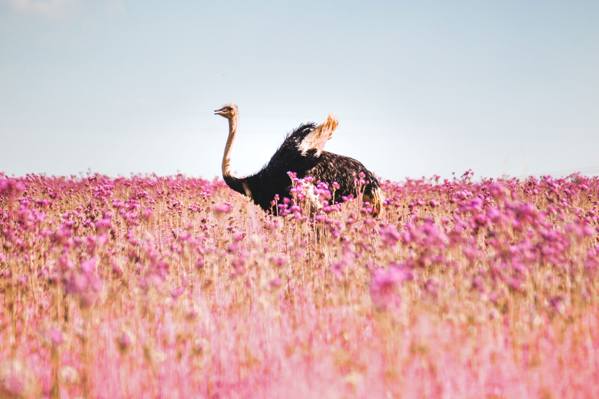 Ostrich in field of flowers