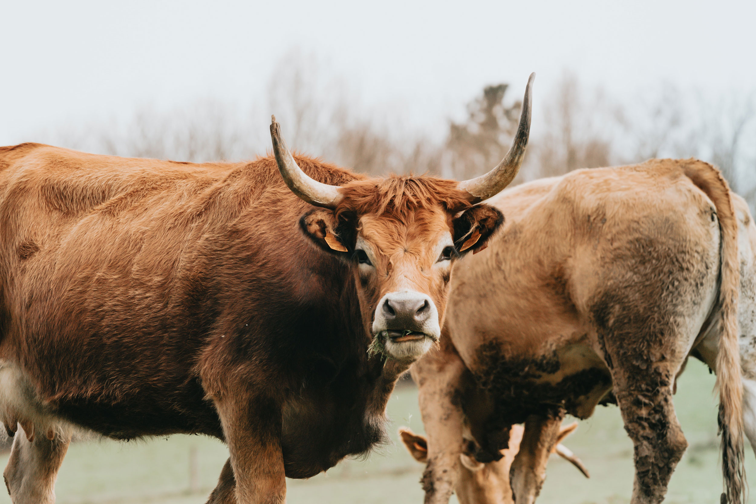 A bull in a field
