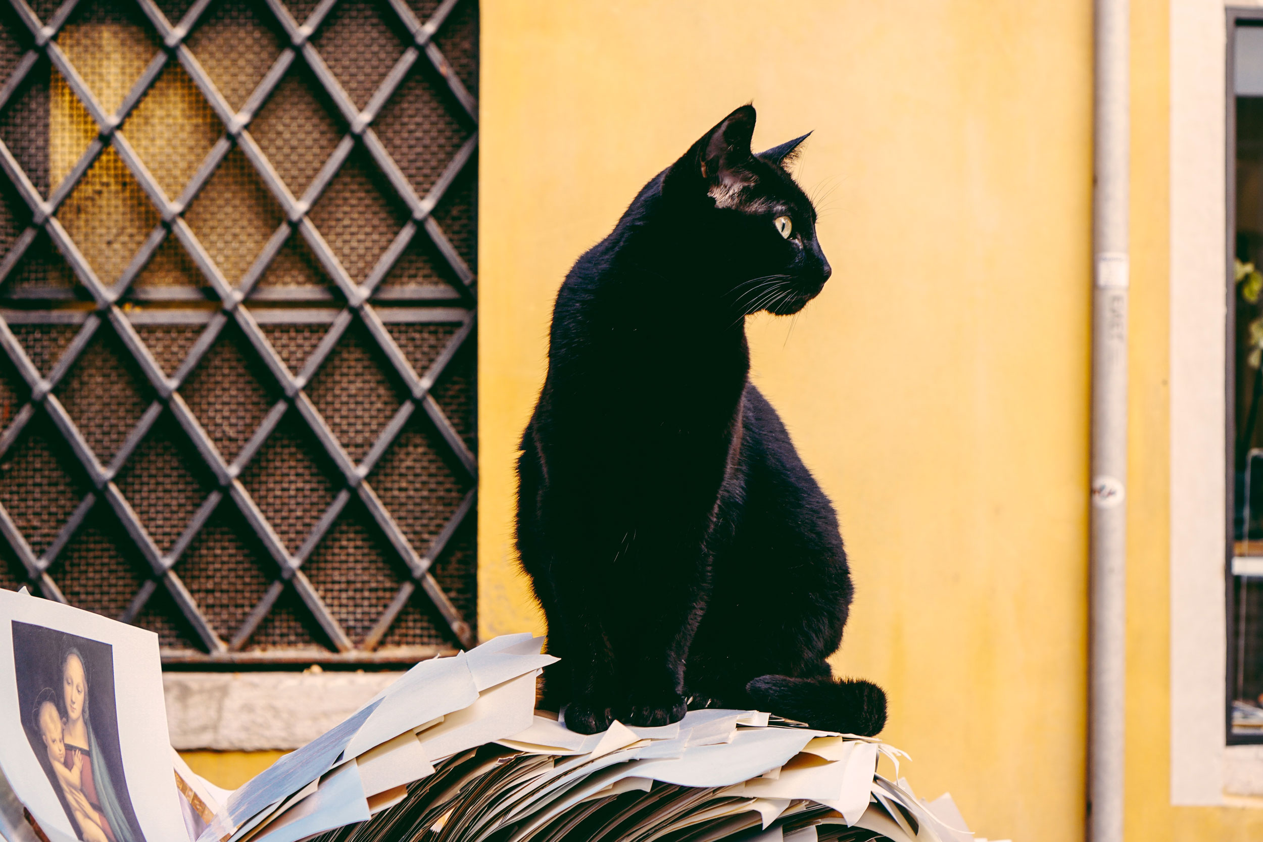 Black cat