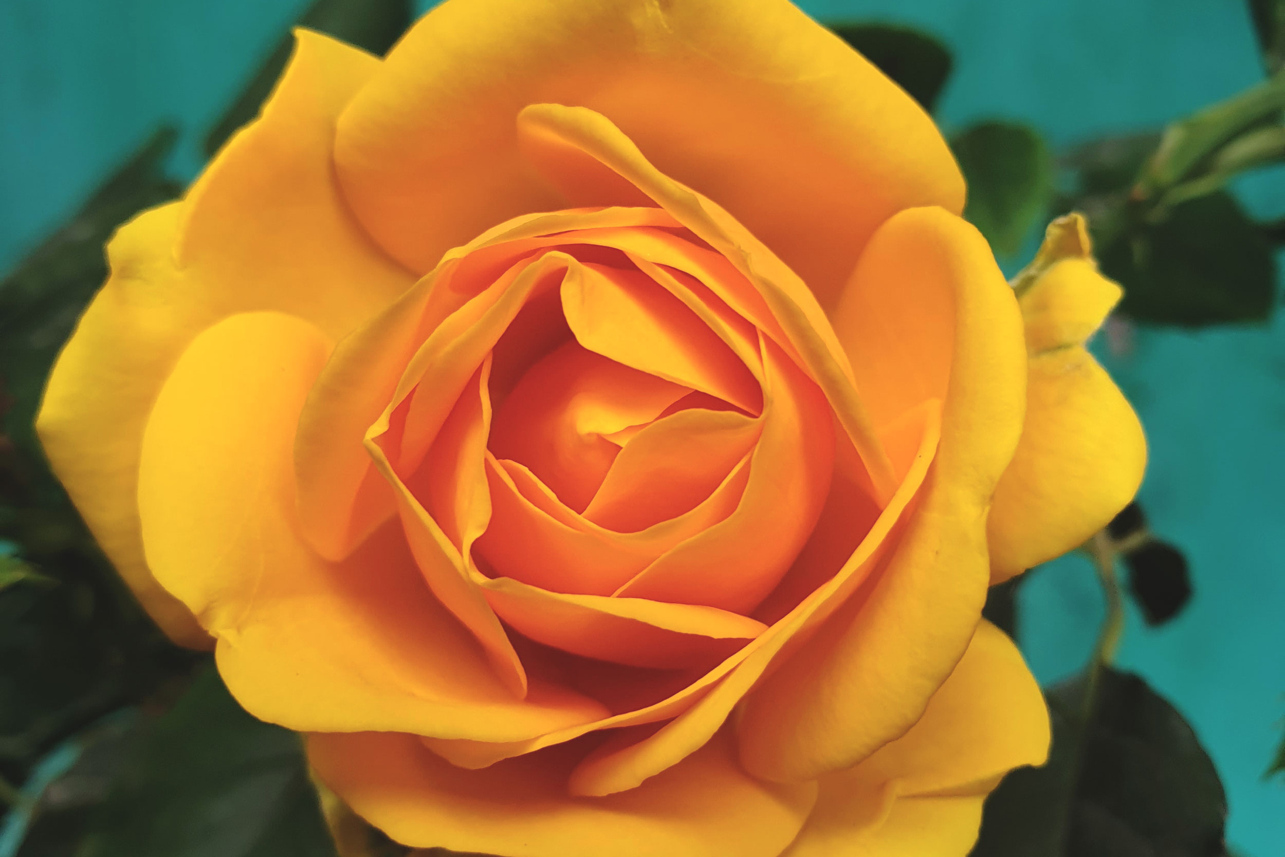 Orange rose