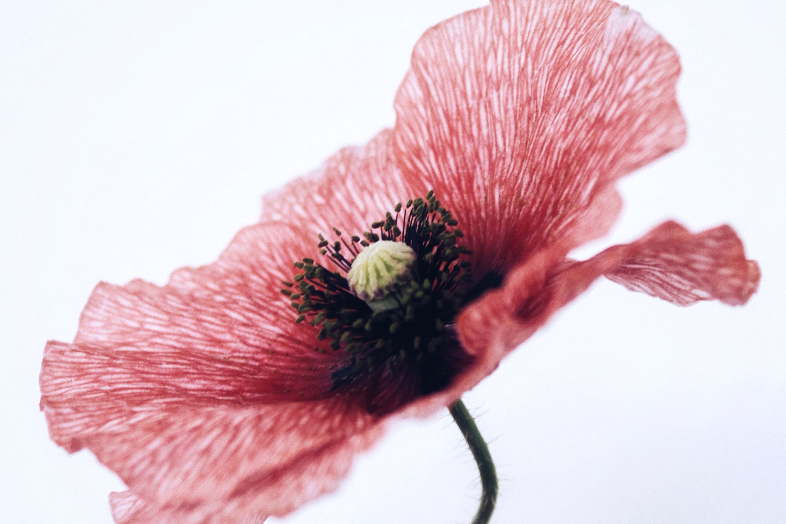 Poppy flower, macro shot