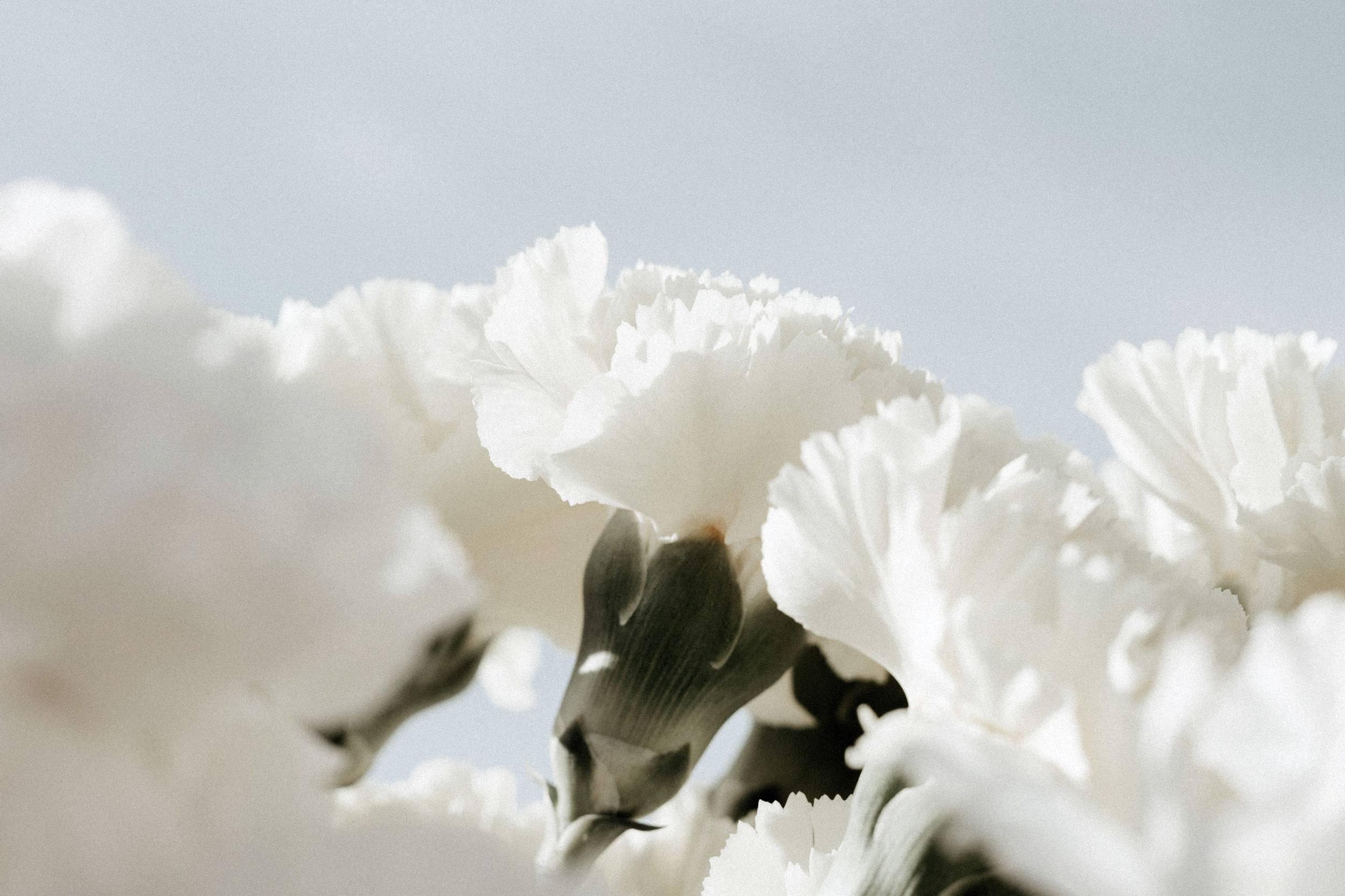 White carnations
