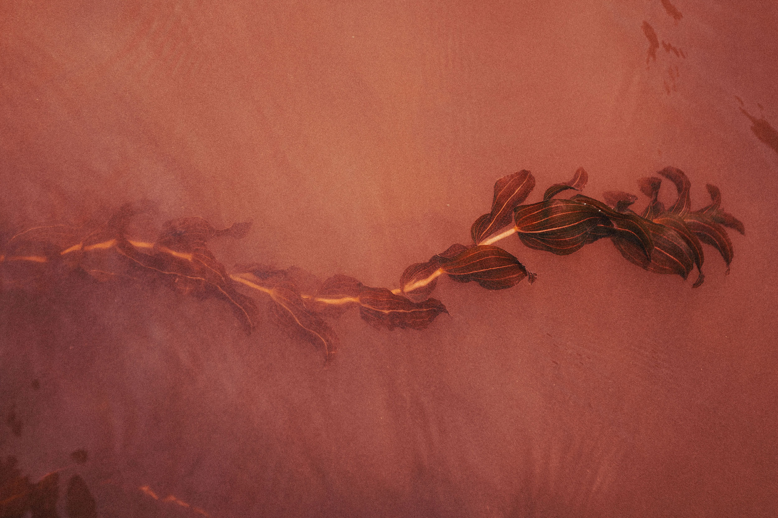 Astro Daily: August 9, 2021