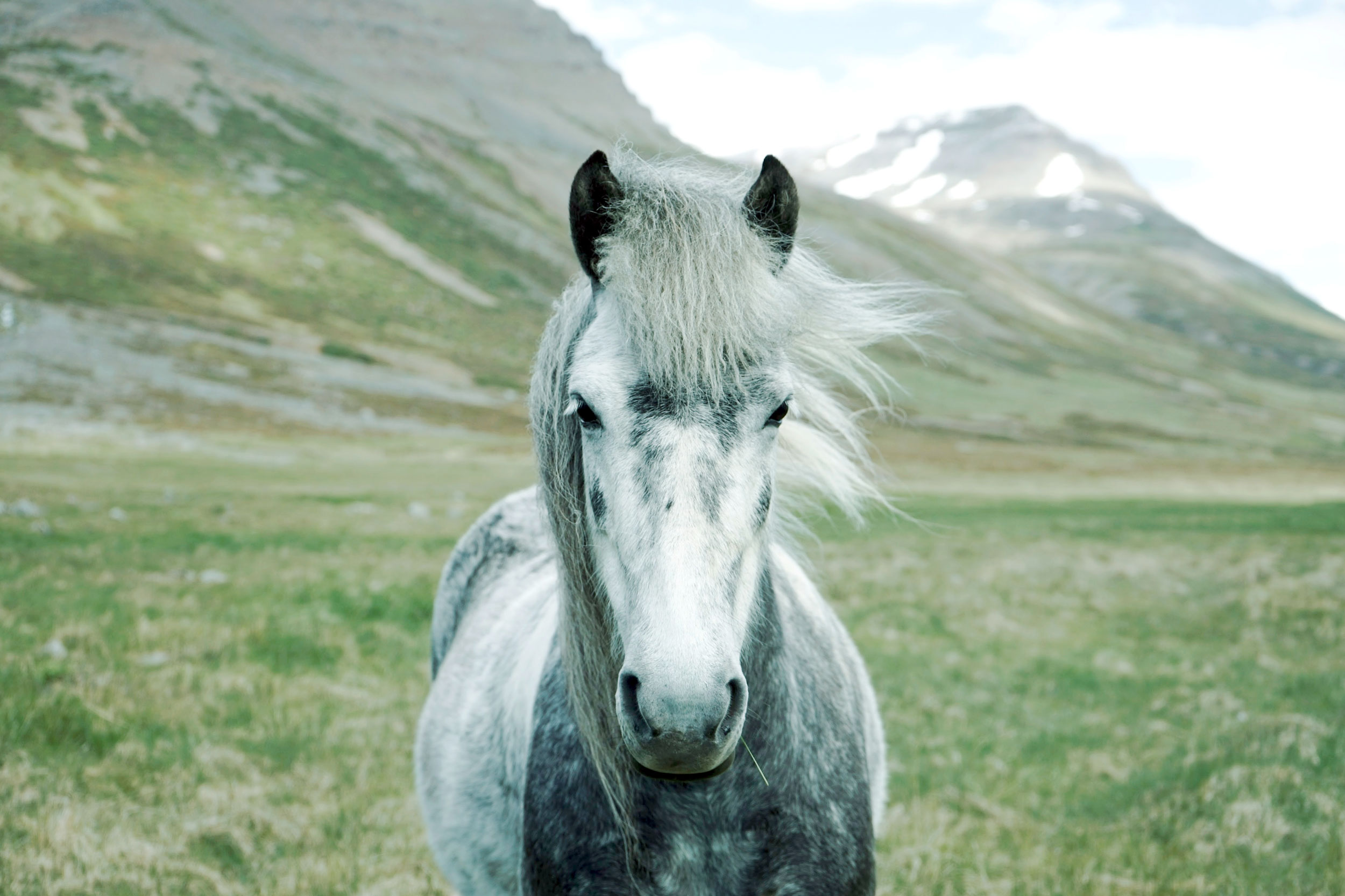 Horse in Iceland