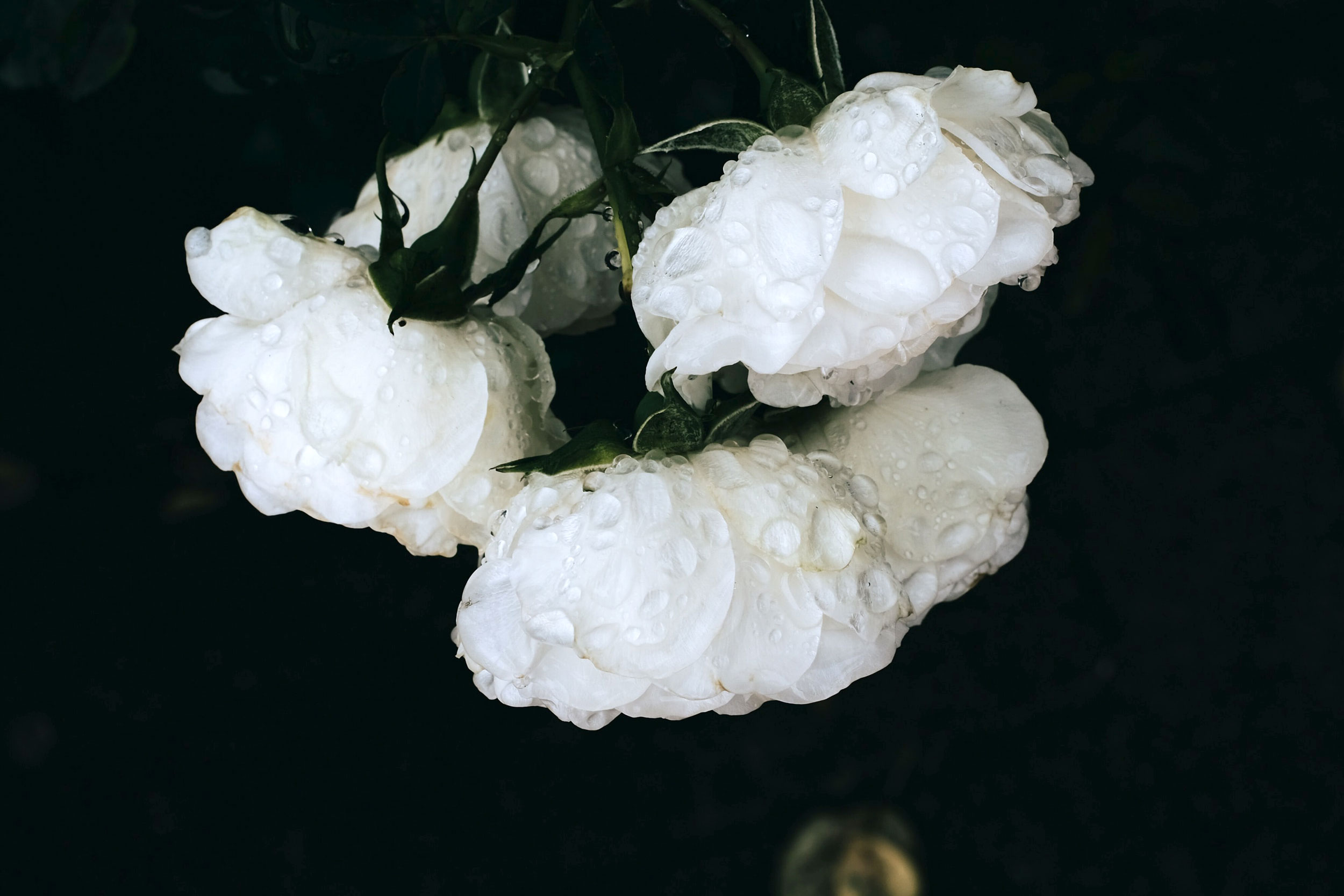 White roses