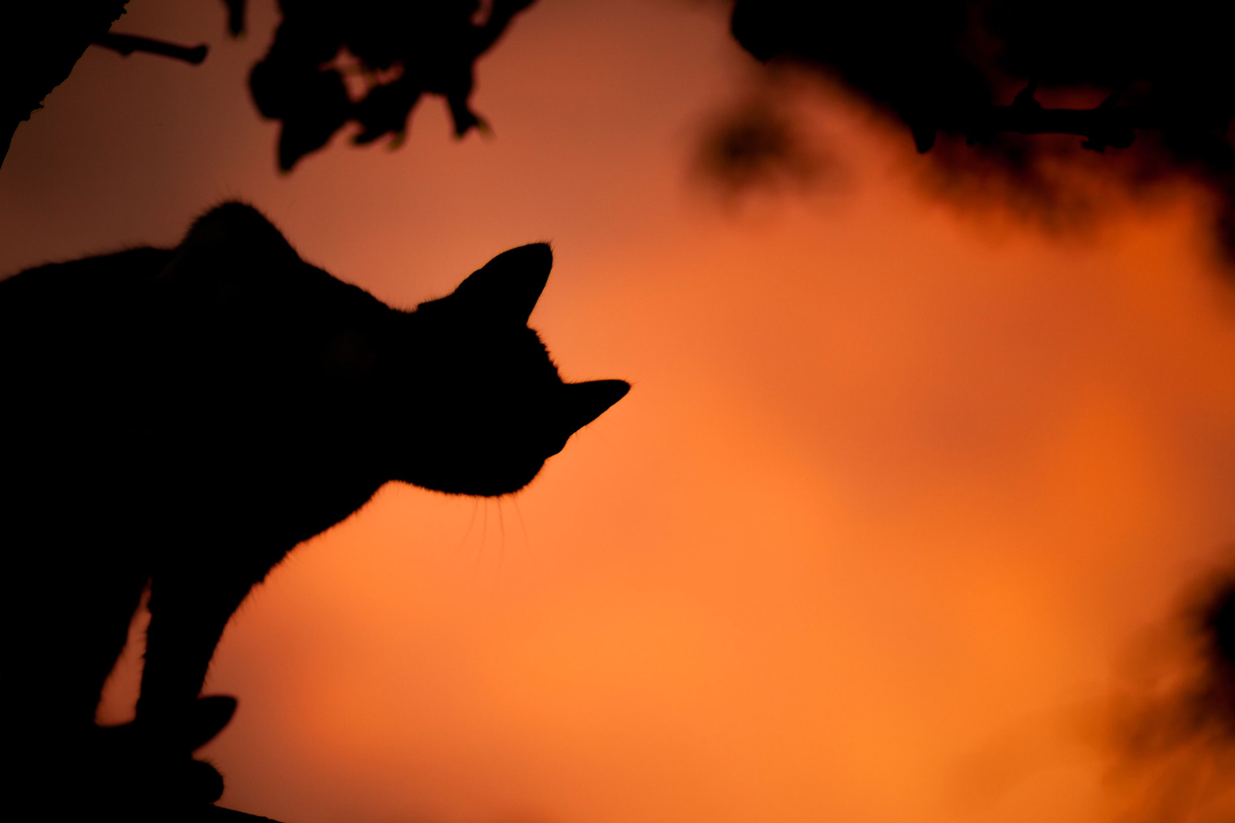 Cat in silhouette