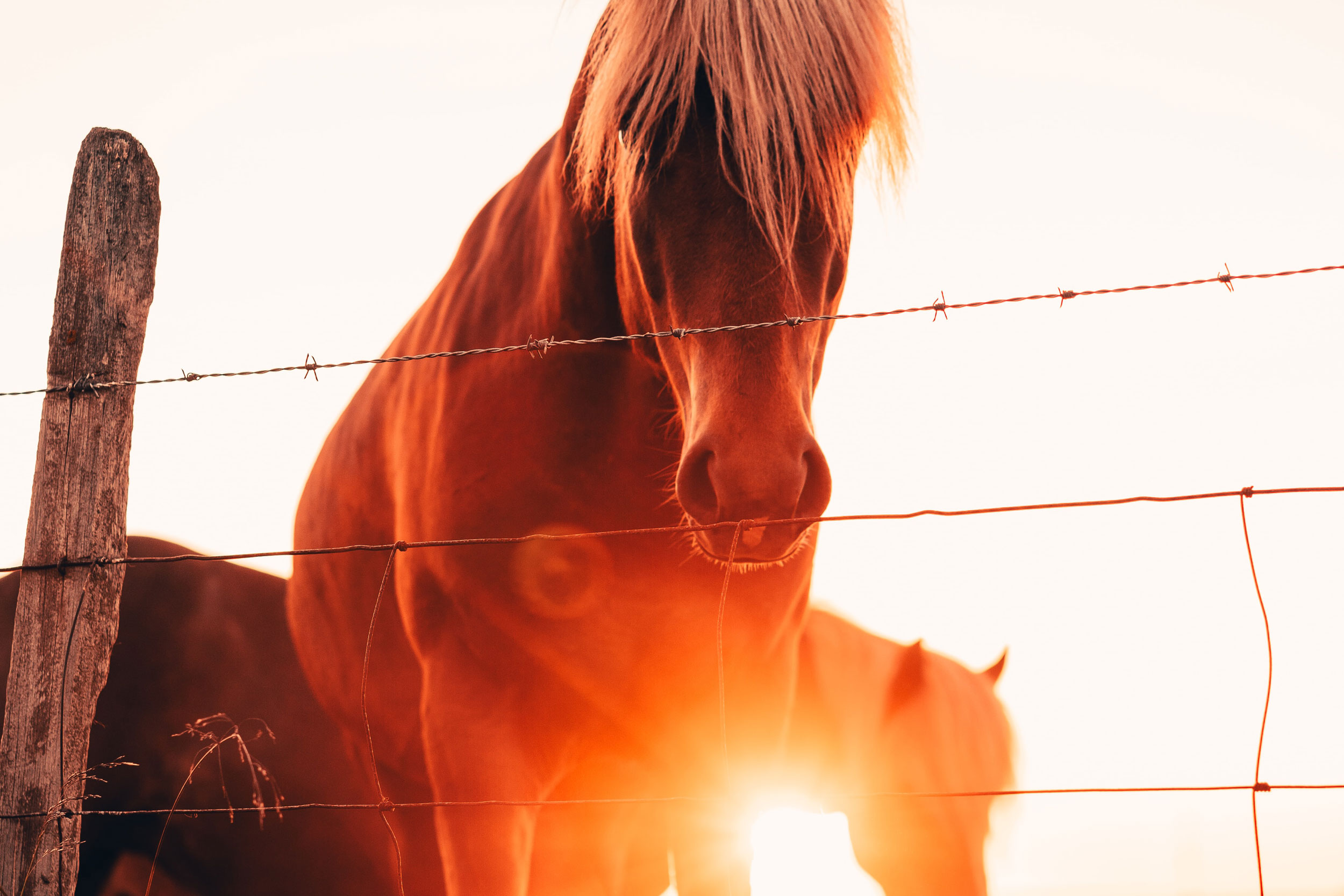 Horses in Iceland