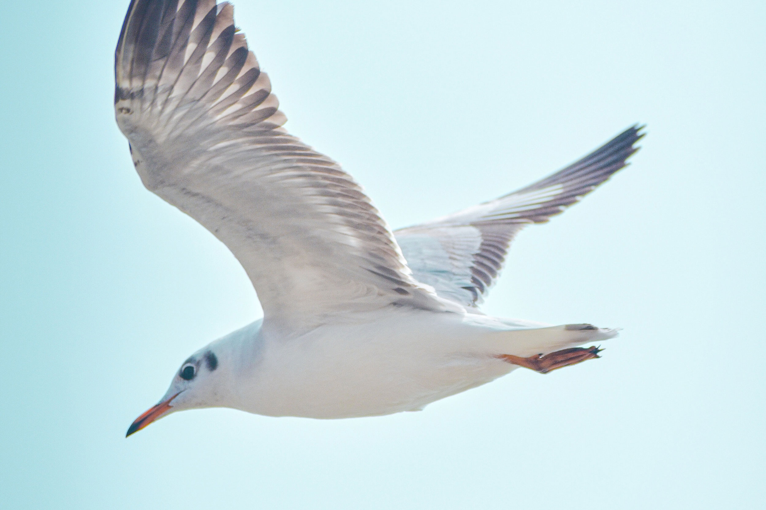 Seagull