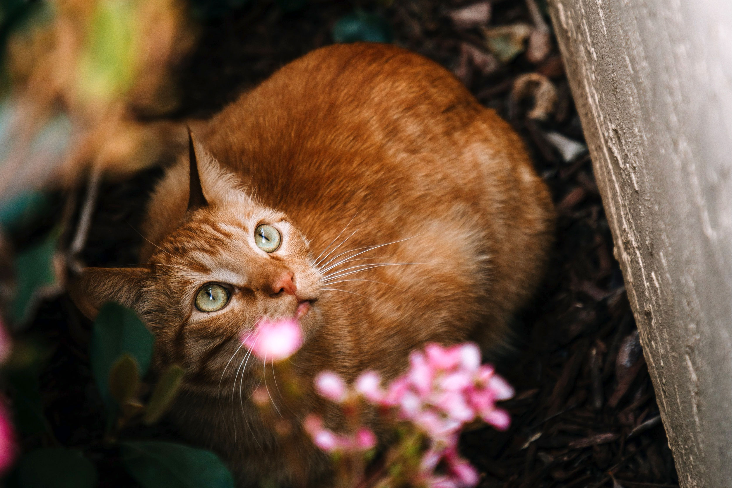 Cat in a garden