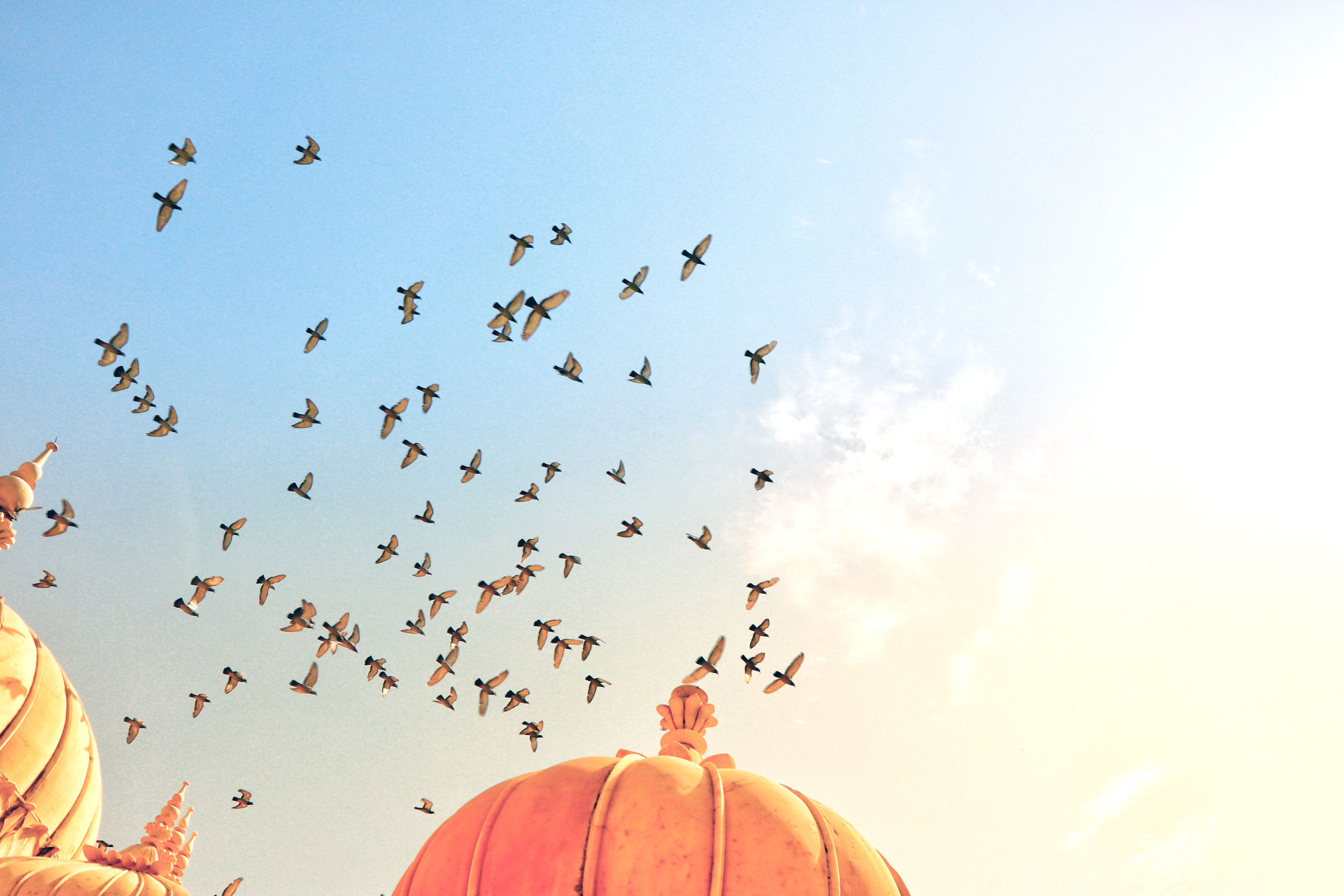 Birds flying over a temple