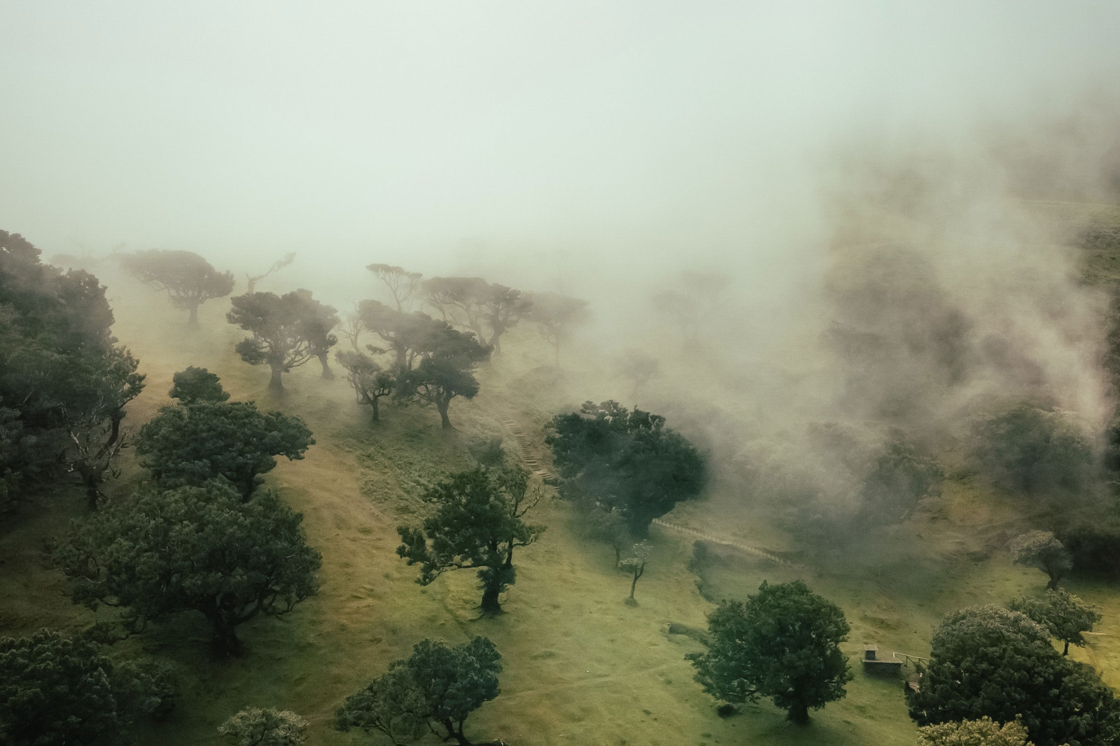 Misty meadow