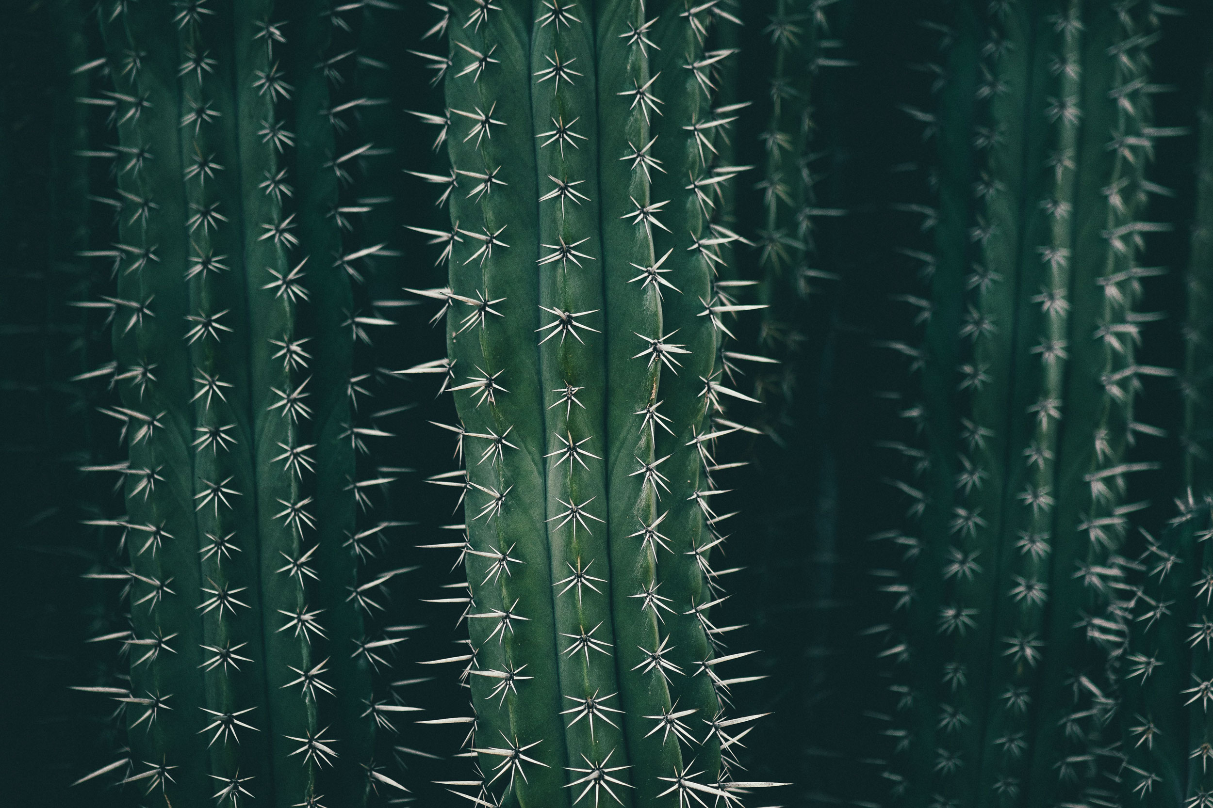 Cactus