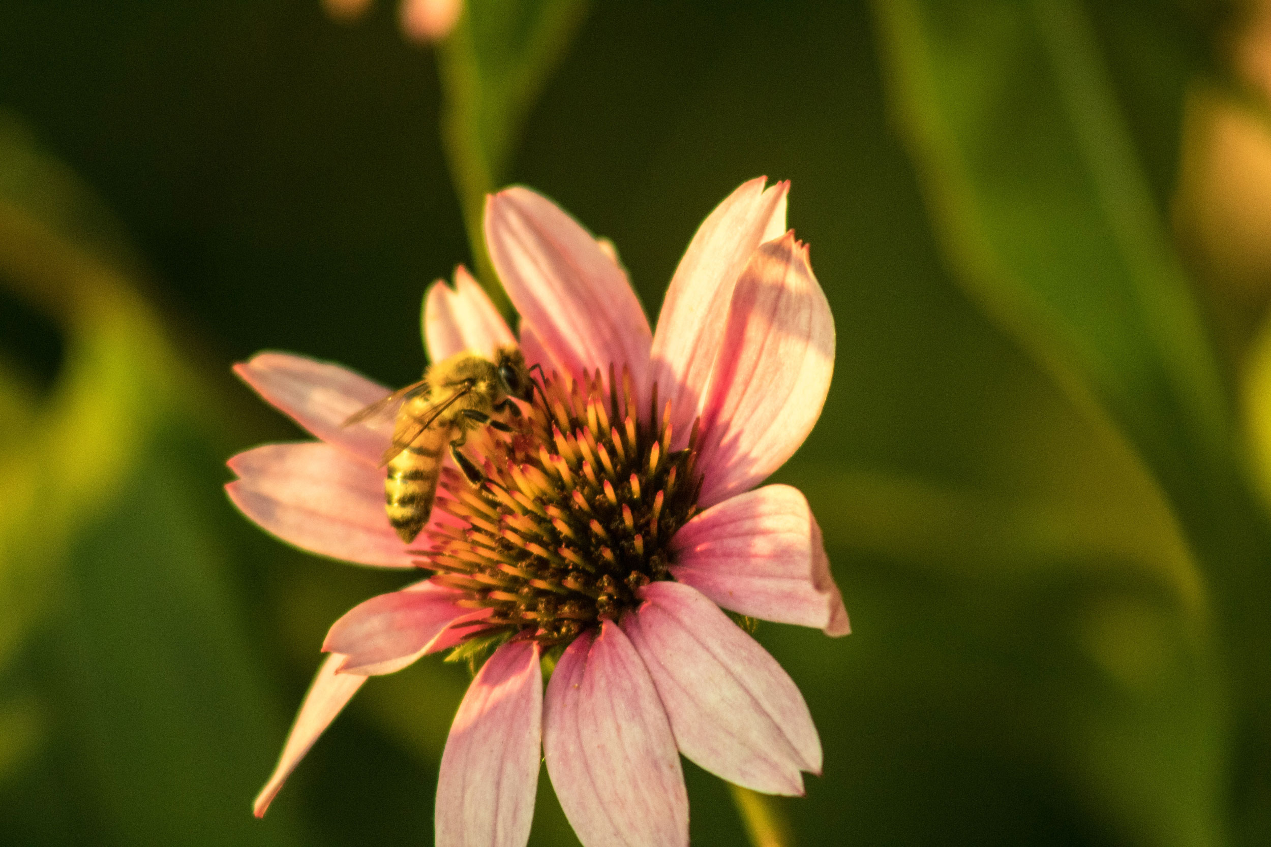 Bee on flower