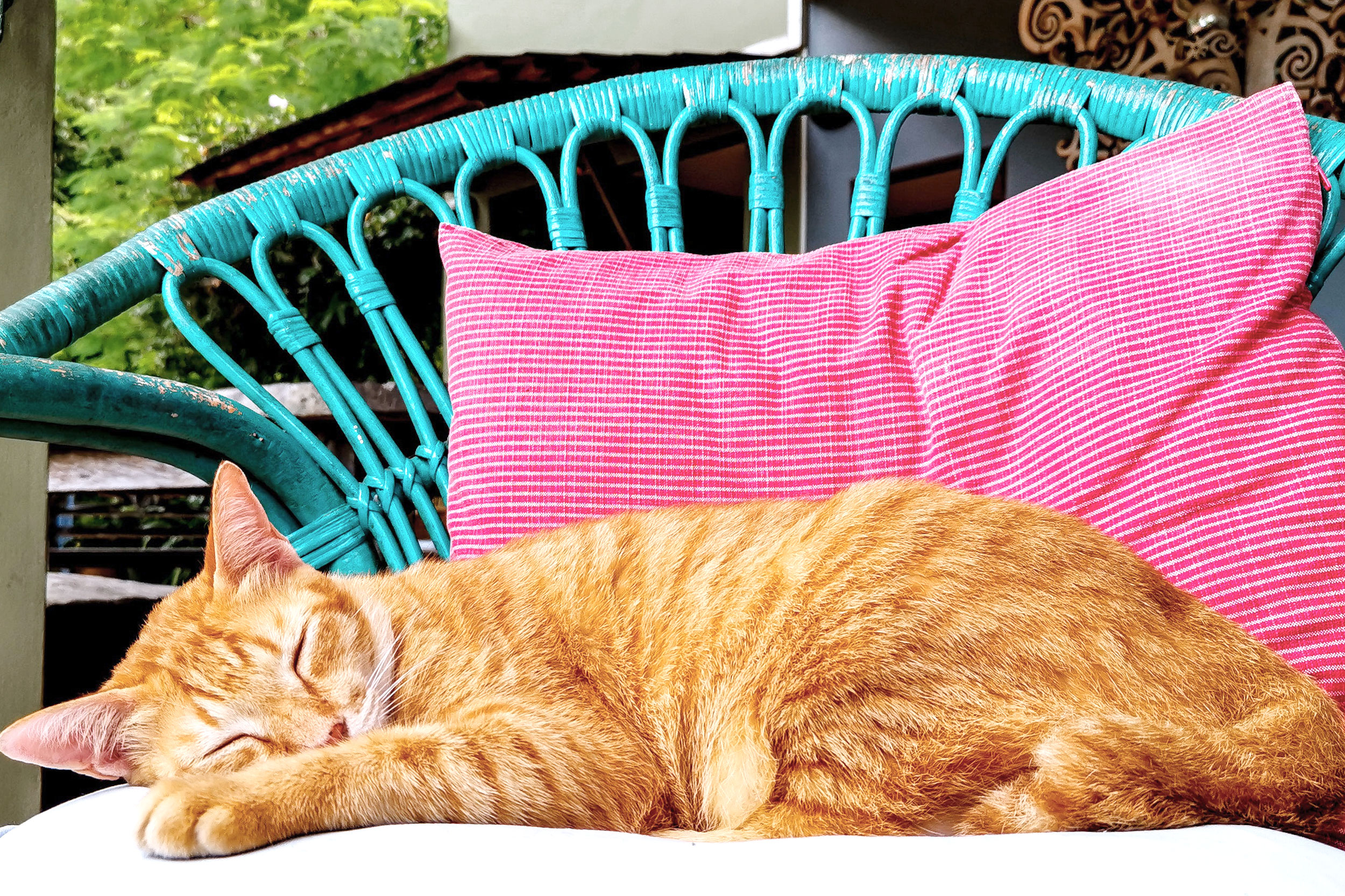 Cat sleeping on chair