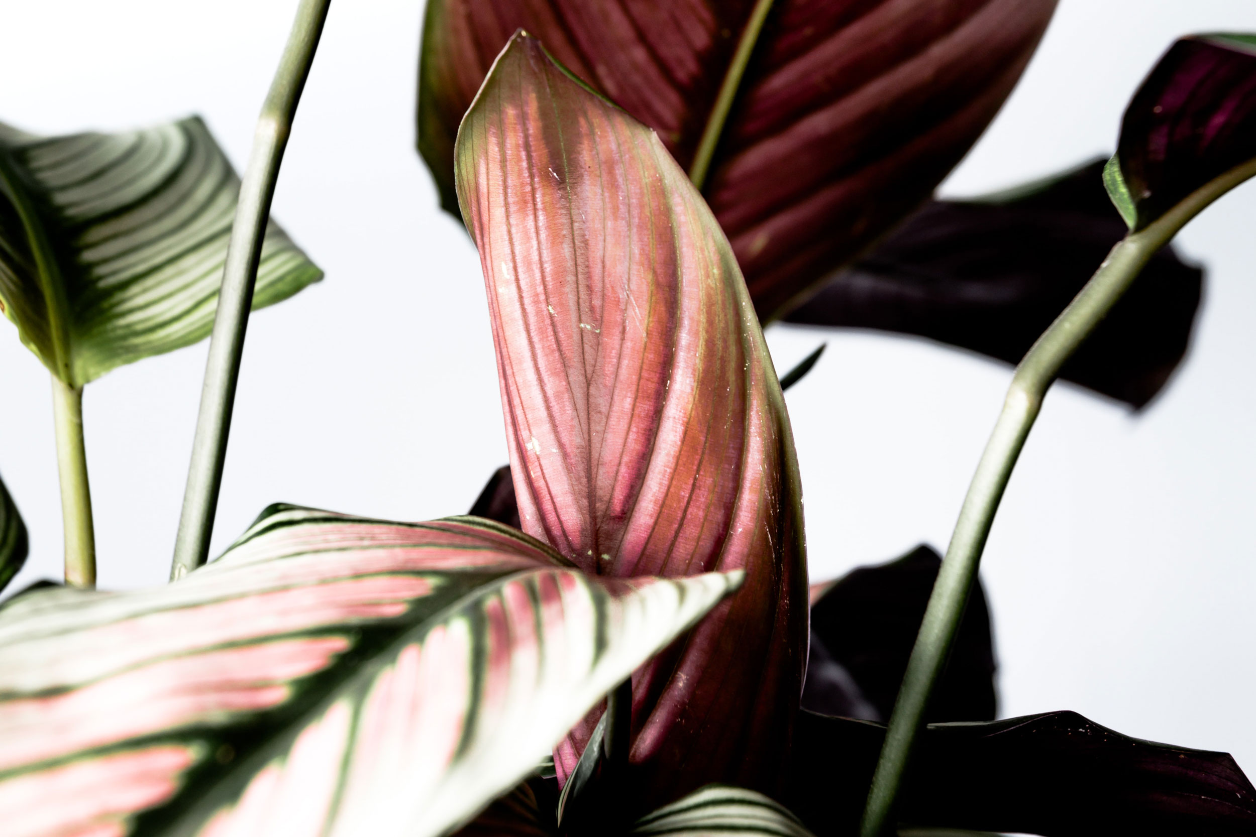 Astro Daily: August 19, 2022