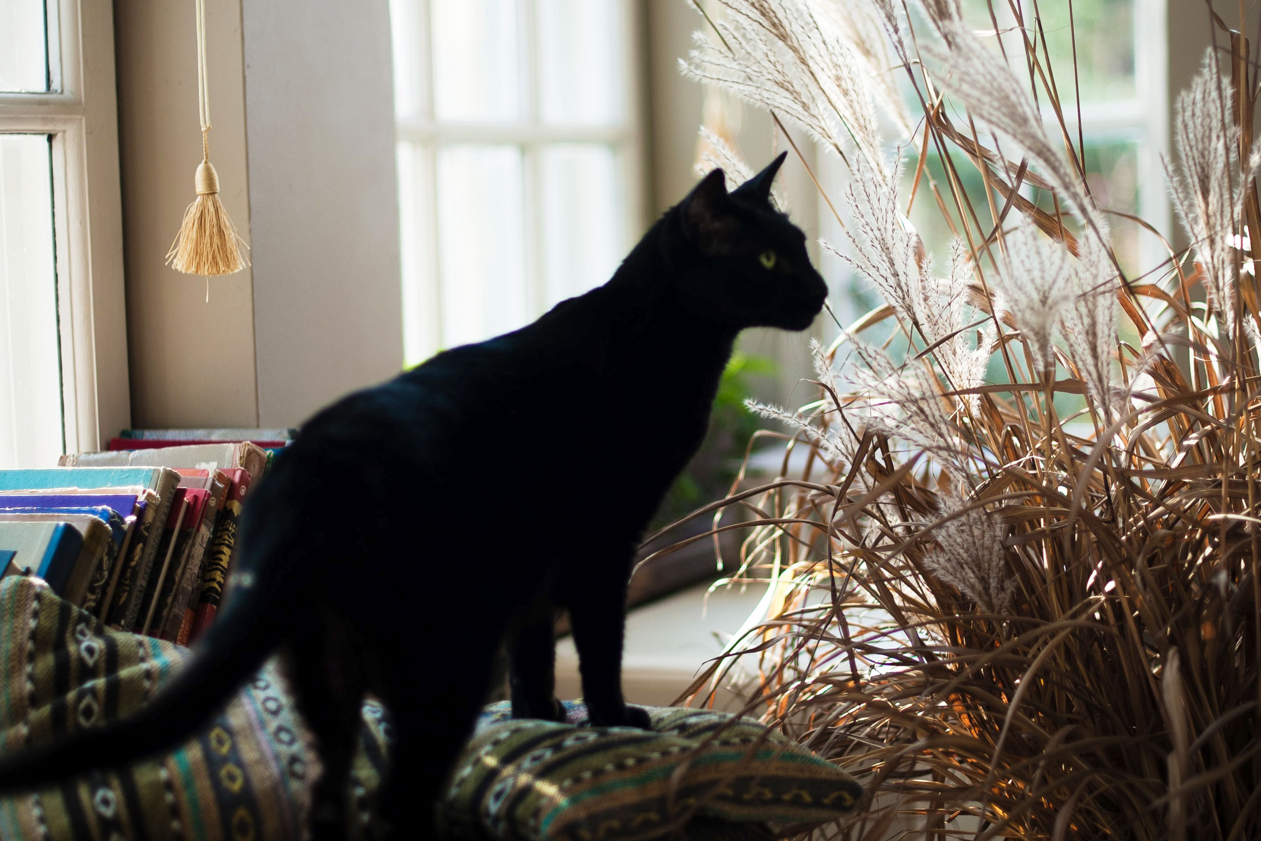 Astro Daily: November 16, 2022