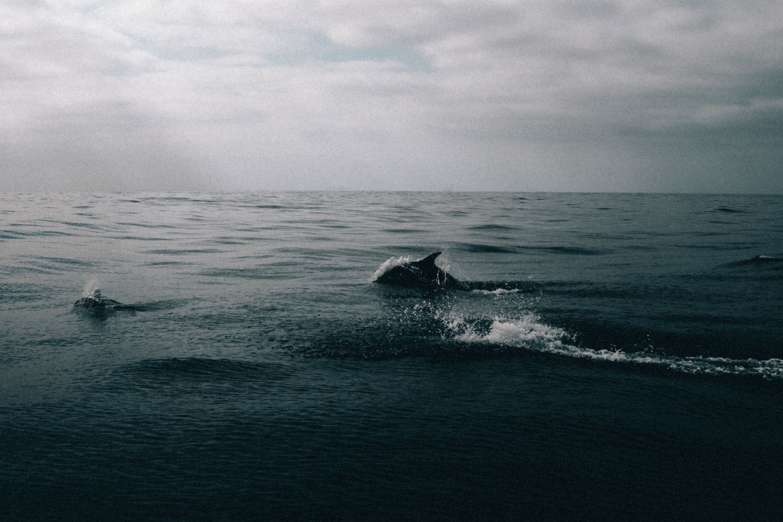 Whales
