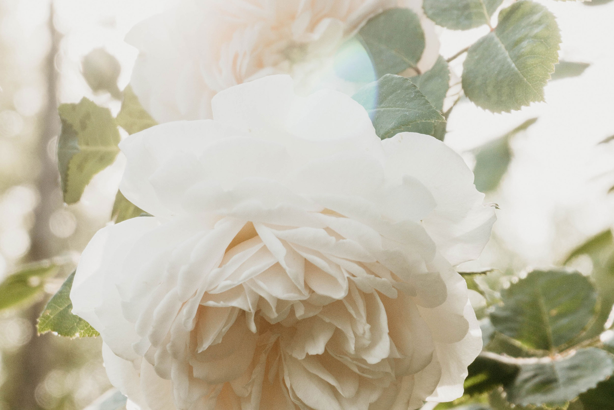 White roses