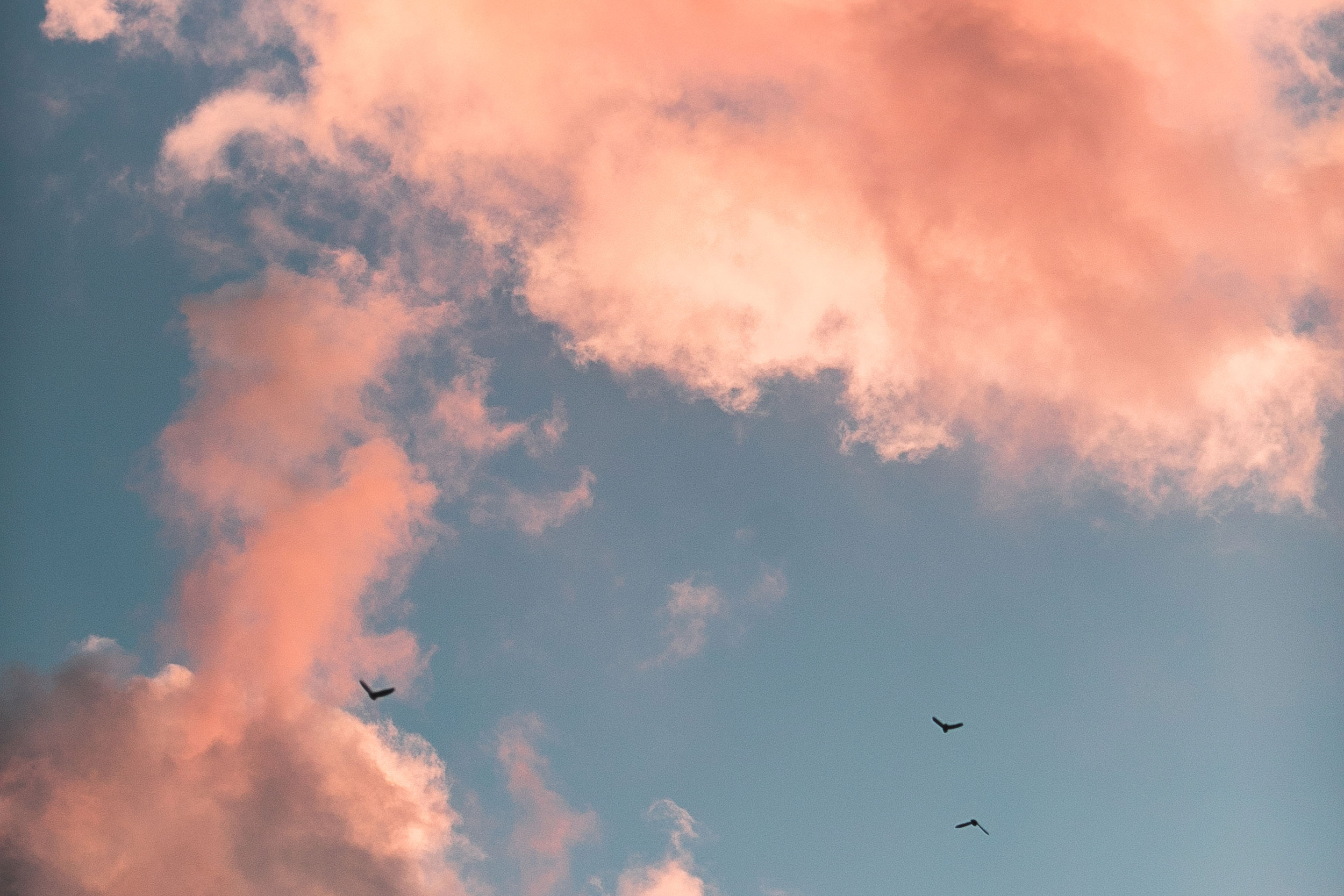 Birds in sky with clouds.