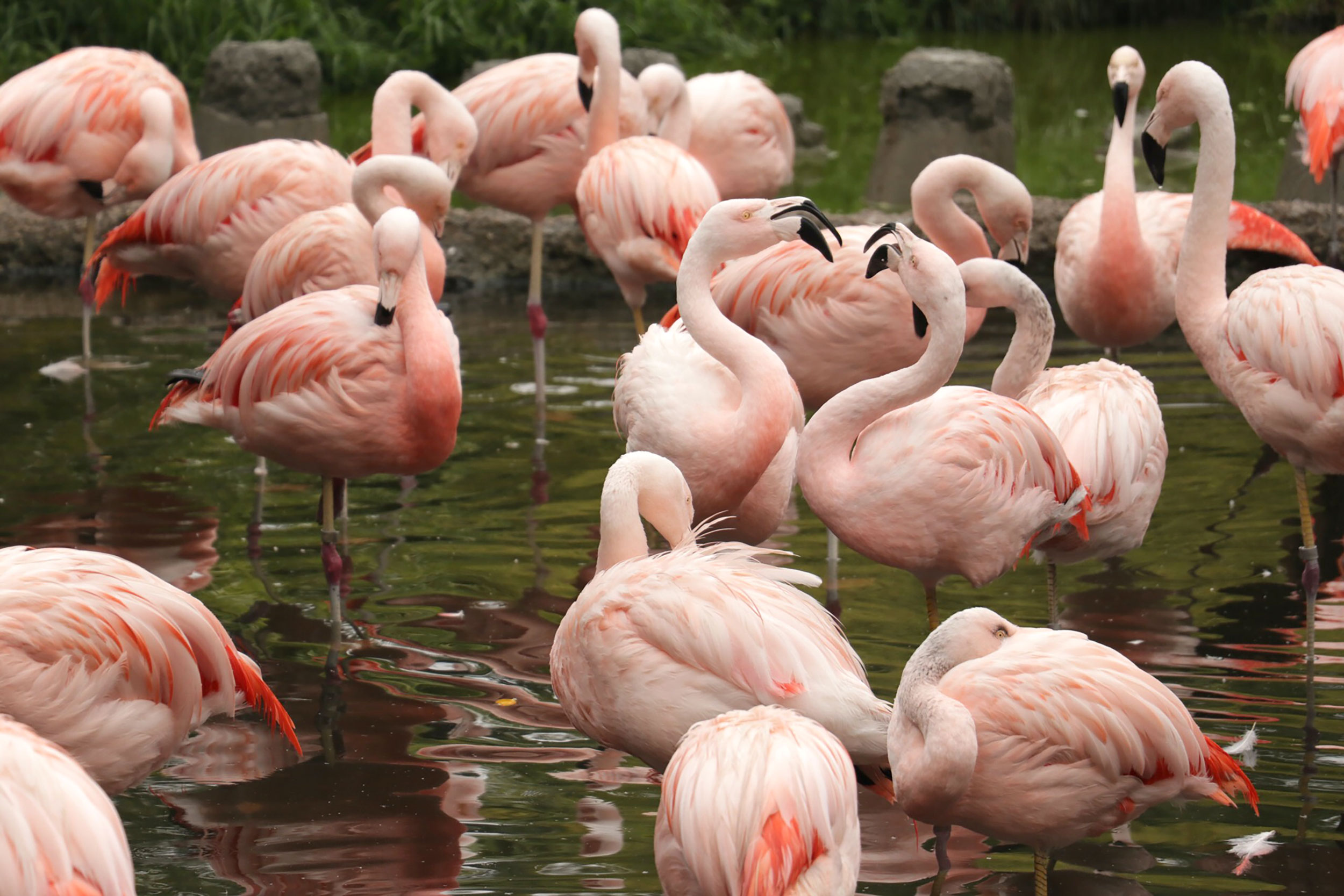 Flamingos