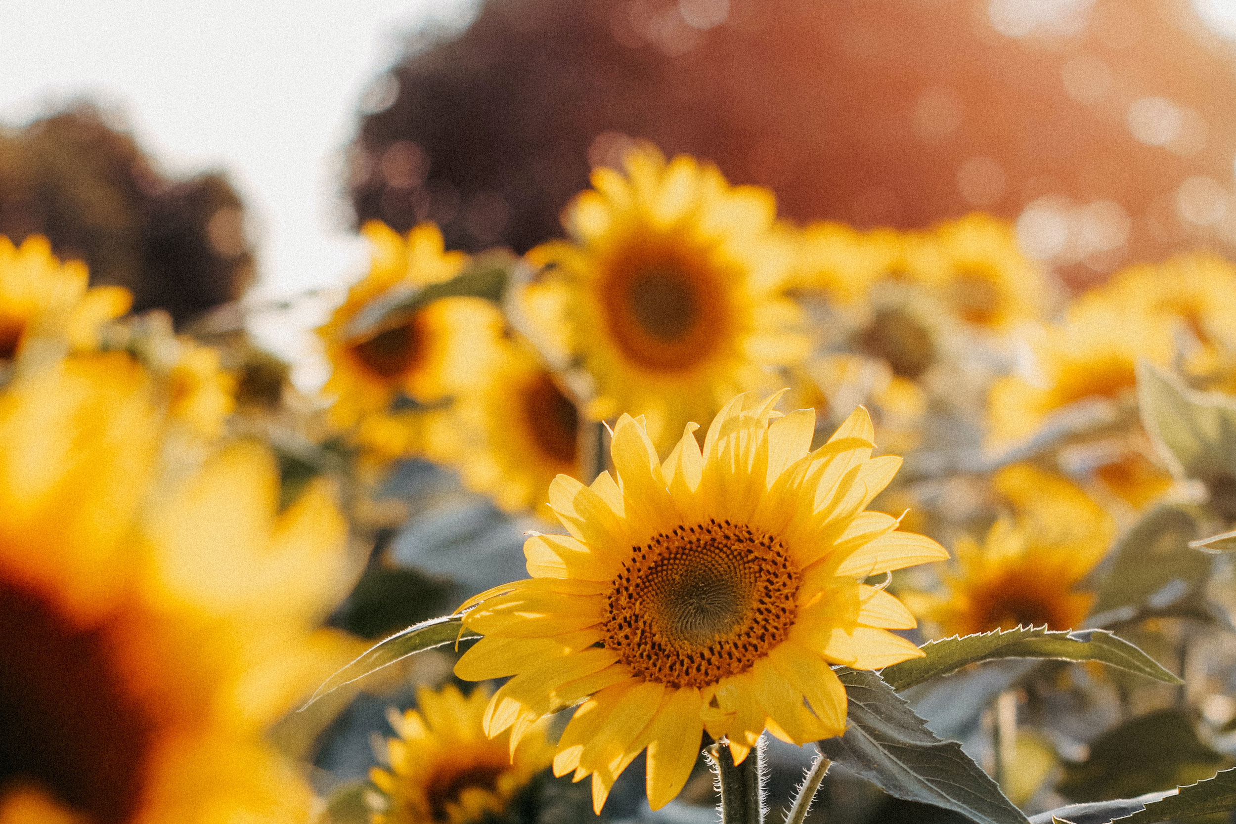 Sunflowers. Photo by Nati Melnychuk on Unsplash