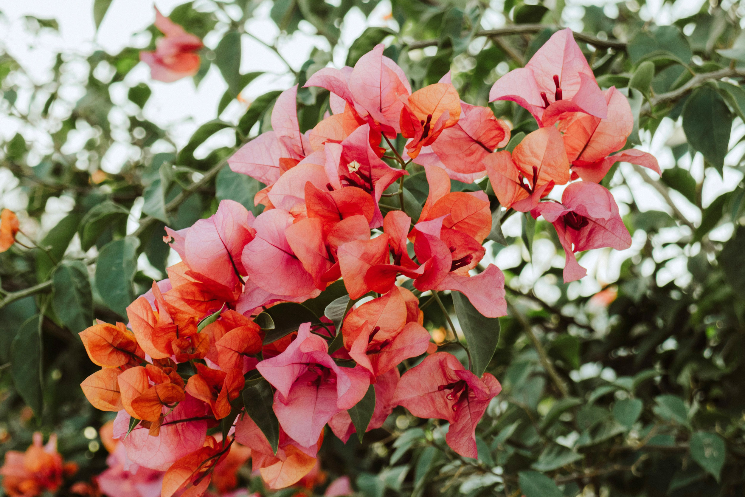 Astro Daily: July 31, 2024