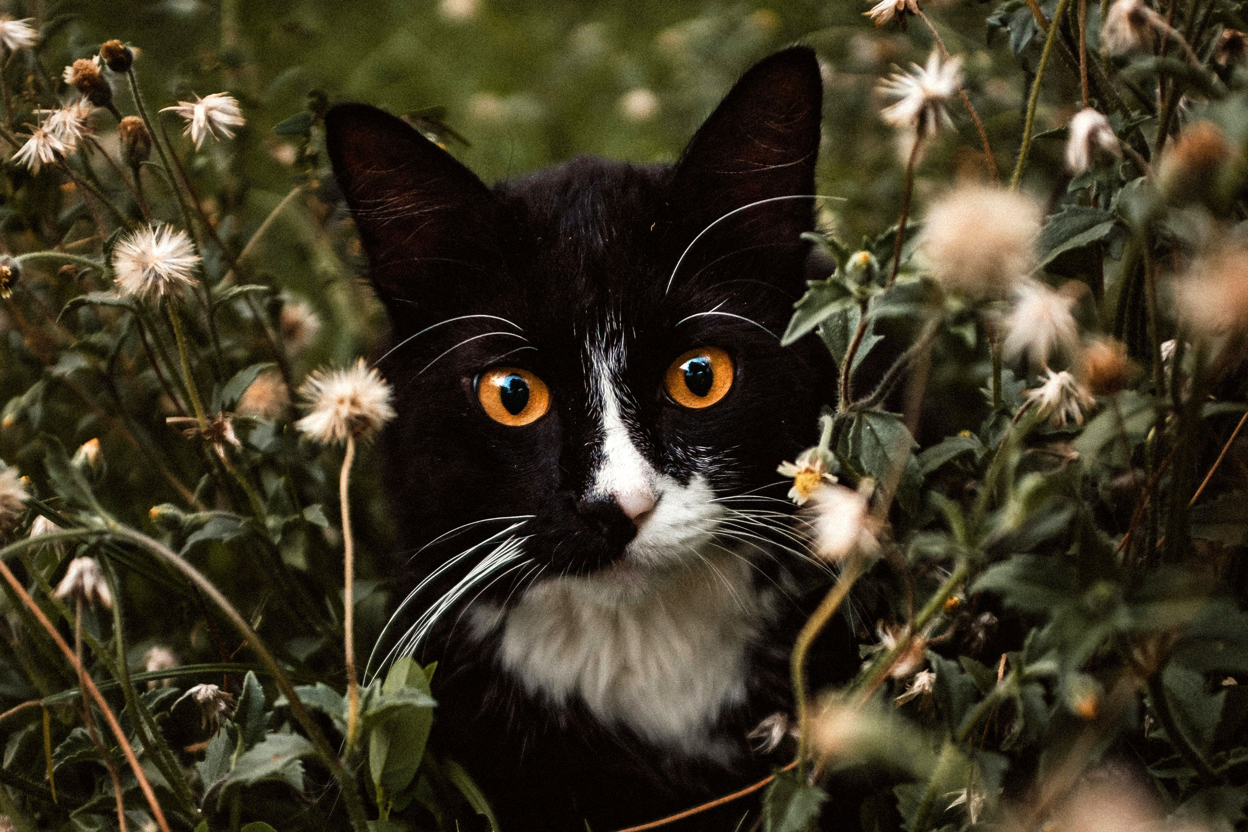 Photo by Eduardo Gorghetto on Unsplash