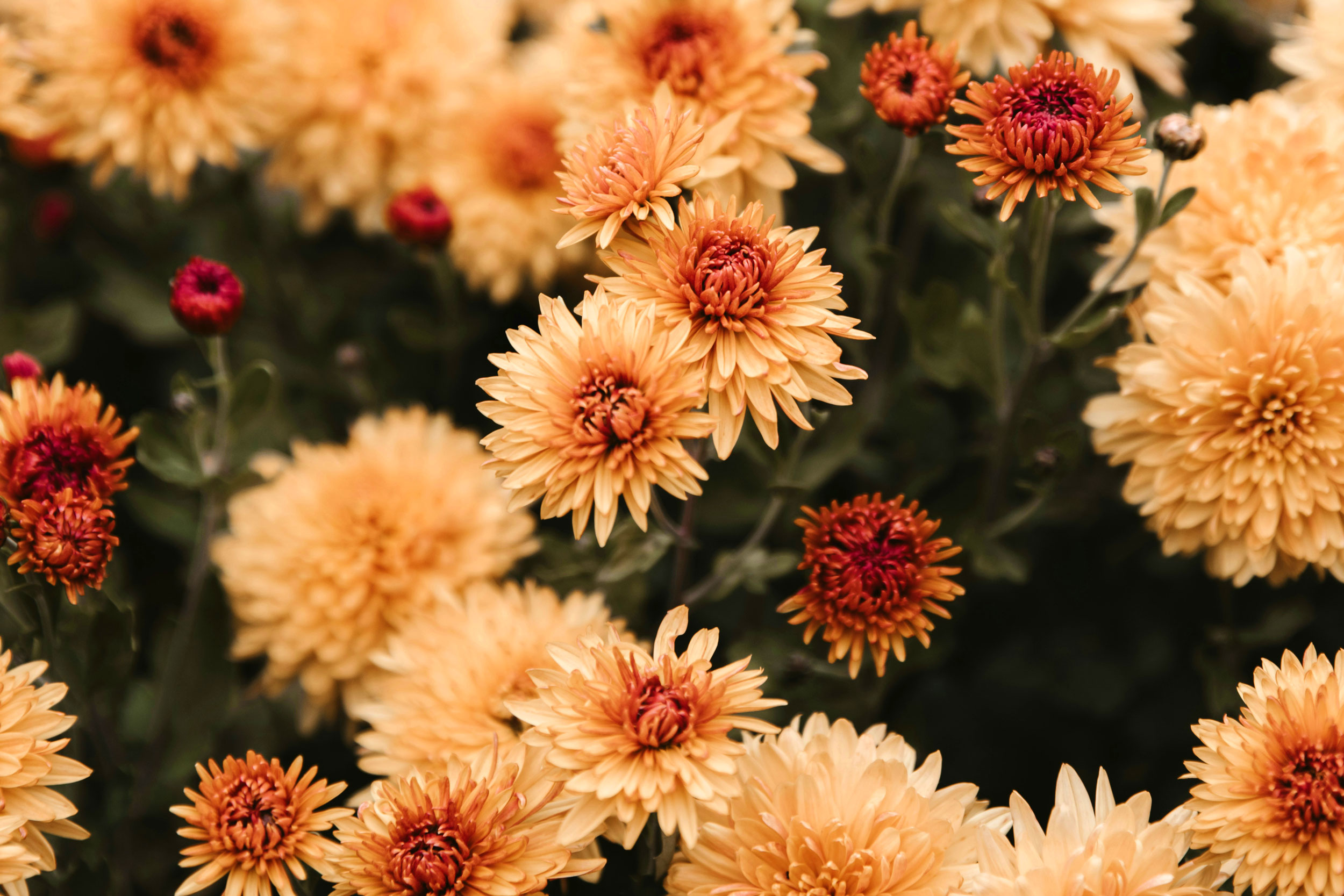 The Astrology of October 22, 2025