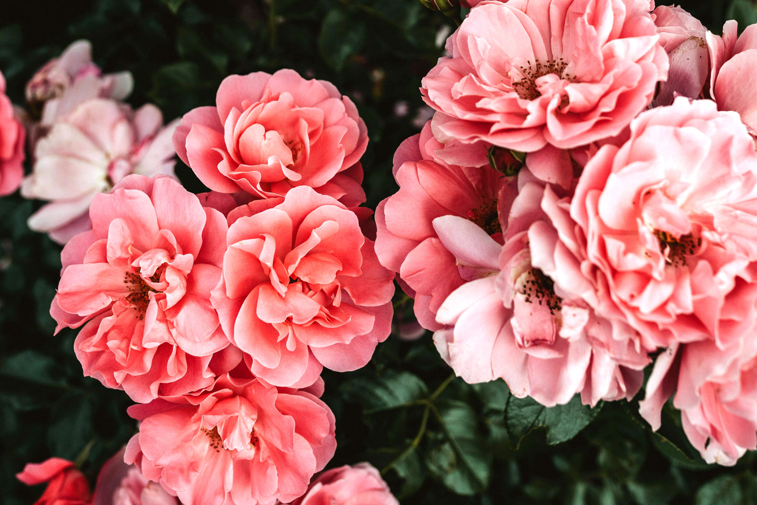 The Astrology of April 20, 2026