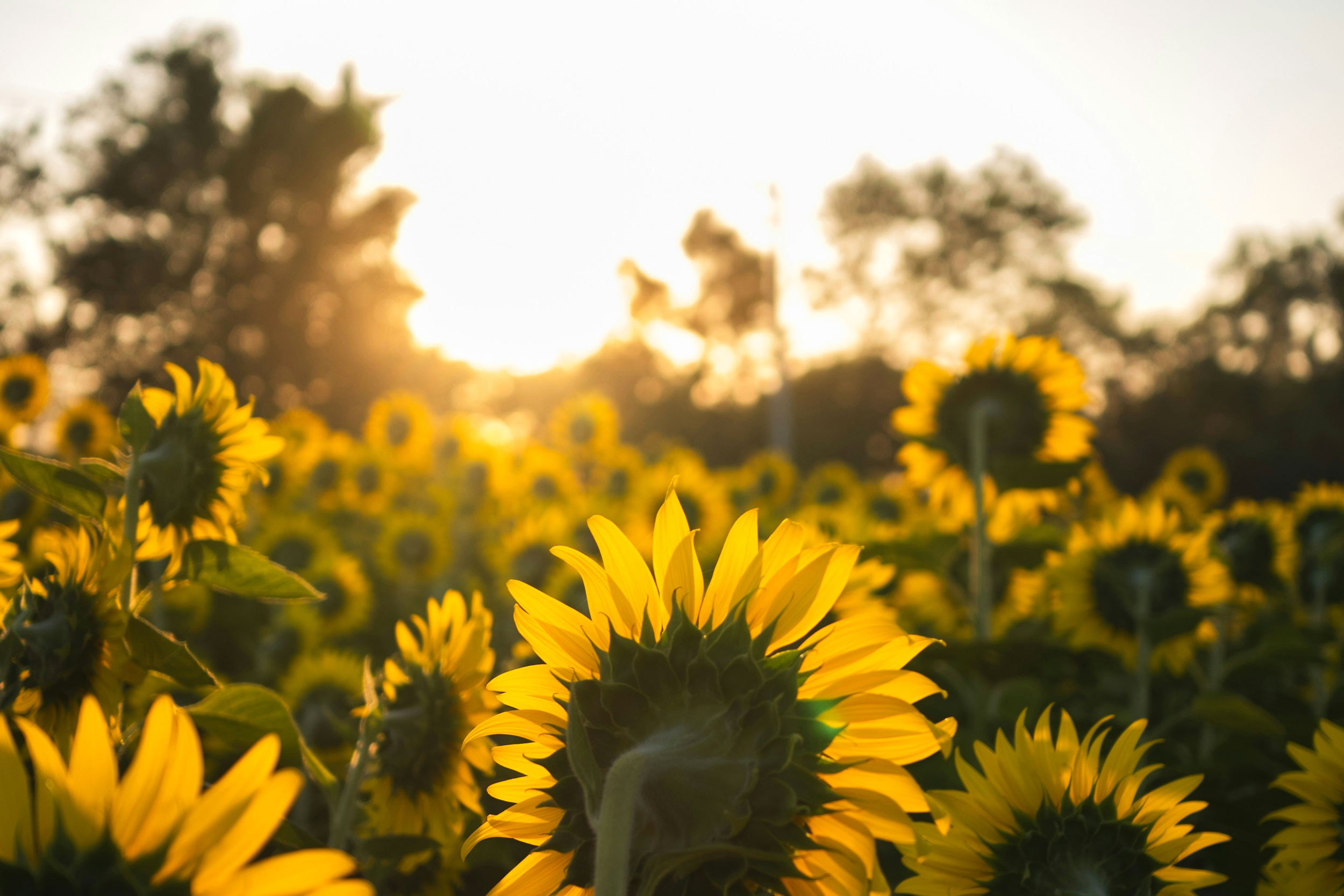 The Astrology of July 17, 2026
